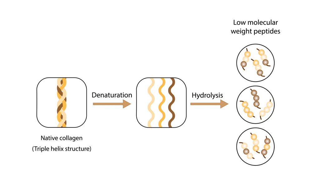 Fabrication peptide collagène